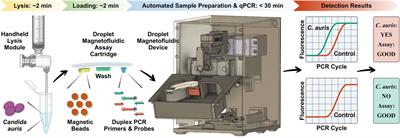 A Portable Droplet Magnetofluidic Device for Point-of-Care Detection of Multidrug-Resistant Candida auris